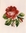 Rote Rose I 8x8cm